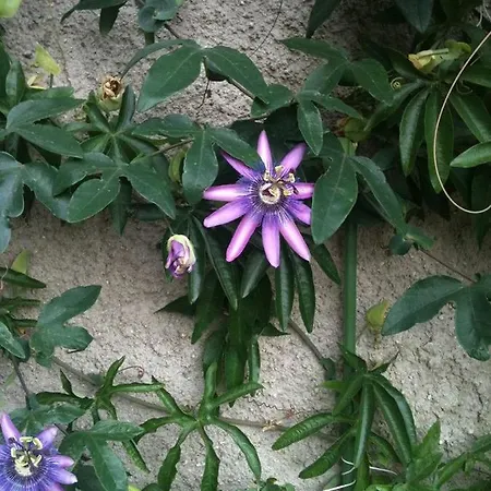 Апартаменты Ferienwohnung Lassmann