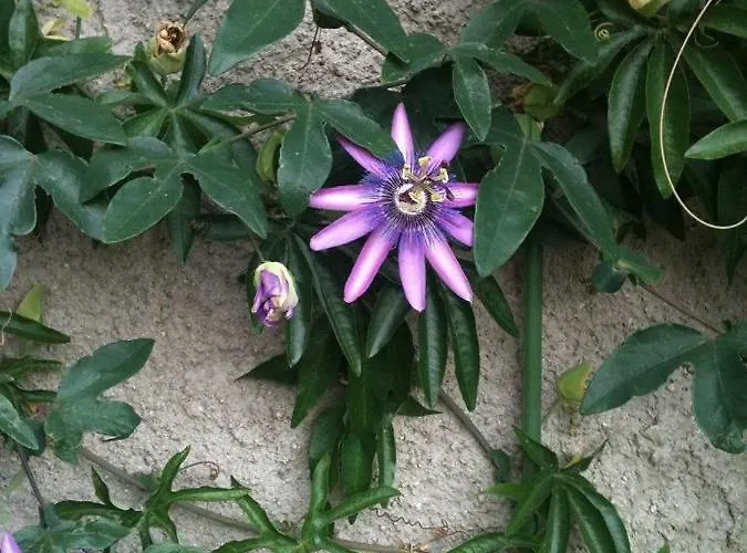 شقة Ferienwohnung Lassmann